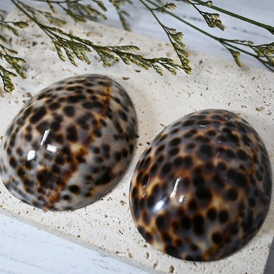 Coquillage d'allaitement mammaire Brillant S de Irréversible Coquillage d'allaitement mammaire Brillant S de Irréversible