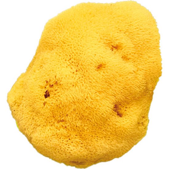 Eponge Naturelle Soie De Ok Baby Gants Et Eponges Aubert Eponge Naturelle Soie De Ok Baby Gants Et Eponges Aubert