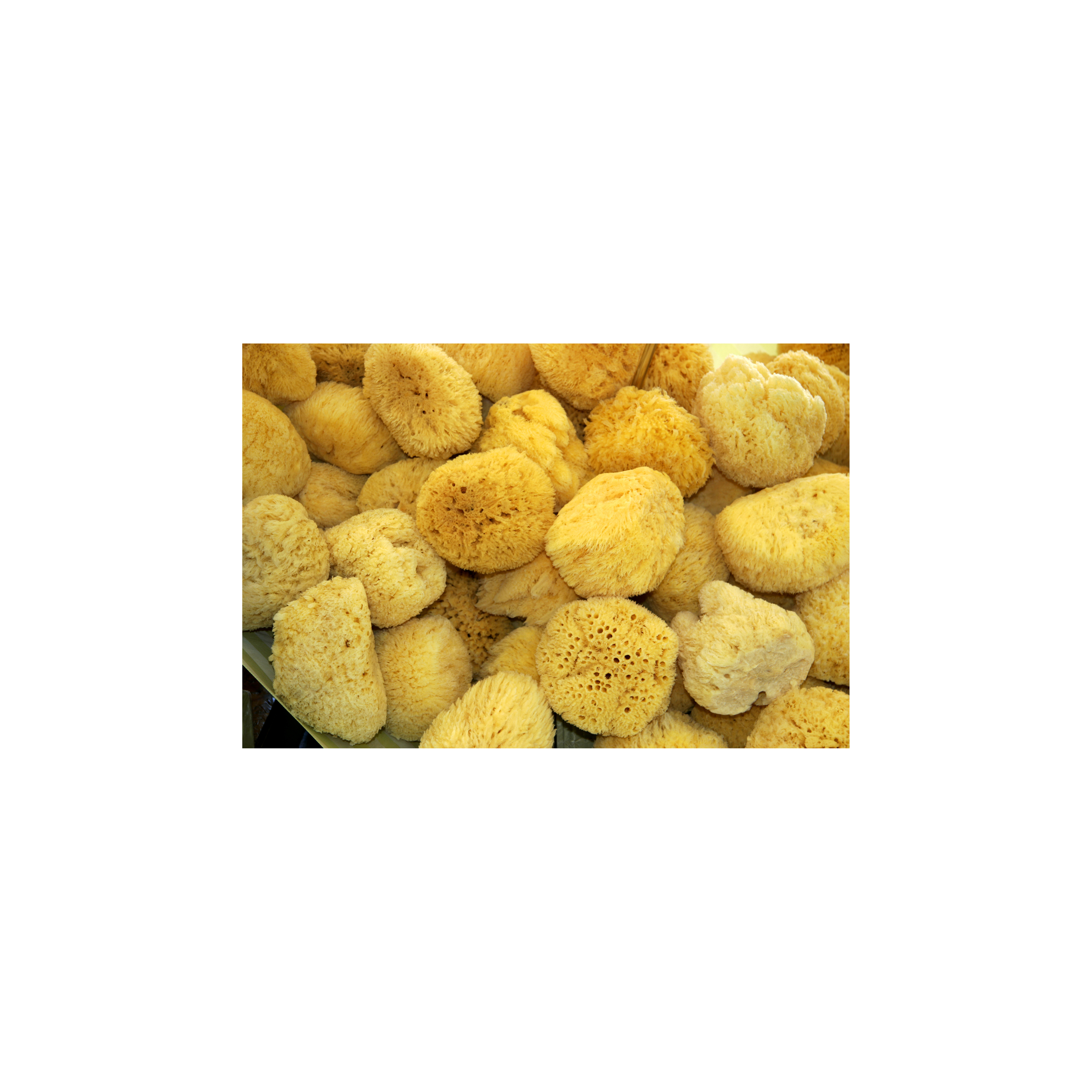 Eponge Naturelle Silk Fine T16 De Ok Baby Gants Et Eponges Aubert Eponge Naturelle Silk Fine T16 De Ok Baby Gants Et Eponges Aubert