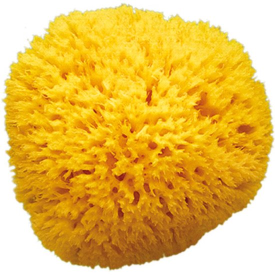 Eponge naturelle Honeycomb