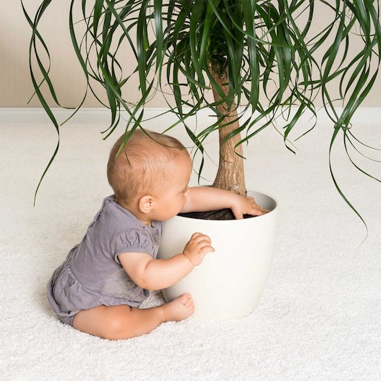 Filet de protection pour plantes Noir de Reer, Sécurité domestique